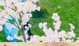 樱花电视剧,一场跨越时空的浪漫邂逅