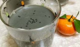 黑豆黑芝麻豆浆的做法,营养滋补的养生饮品制作指南